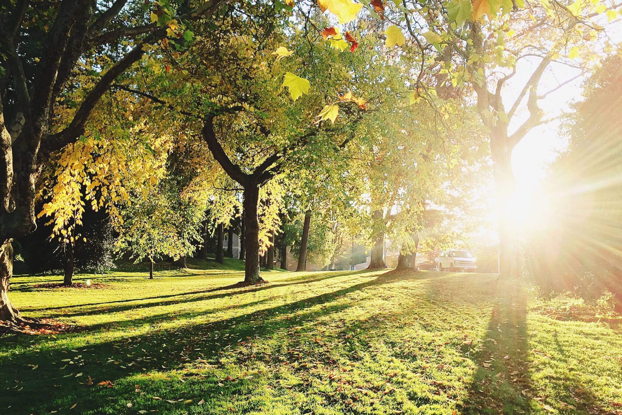 El sol brilla a través de los árboles en un parque, iluminando el hermoso paisaje.