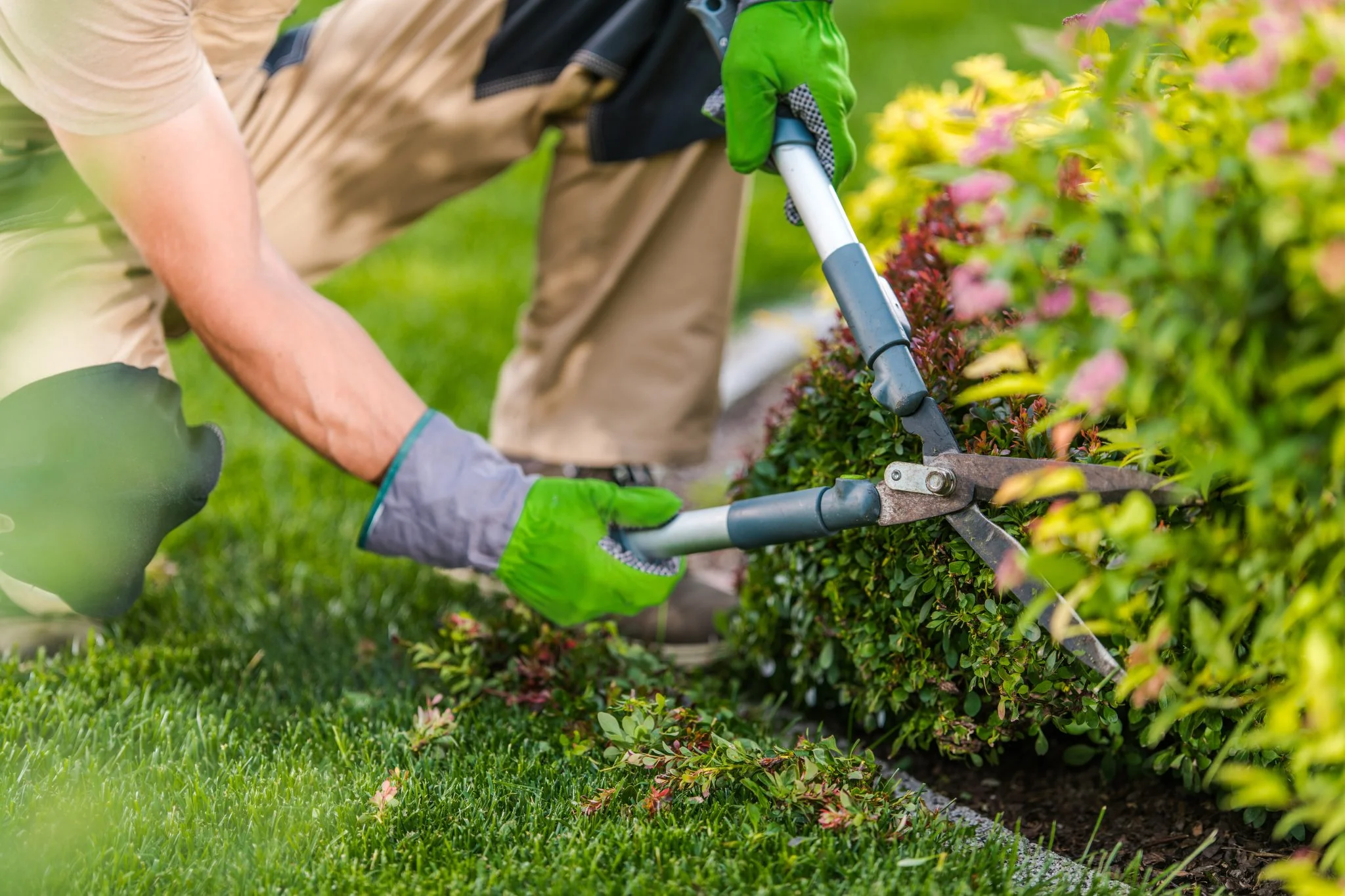 Una persona que lleva guantes verdes está recortando un seto con tijeras de podar en un jardín en buen estado.