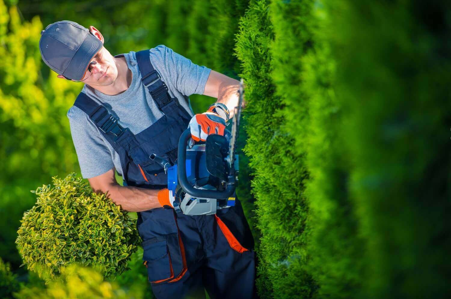 Man trimming a hedge outdoors using an electric hedge trimmer, wearing a cap, overalls, and gloves in a sunny garden.